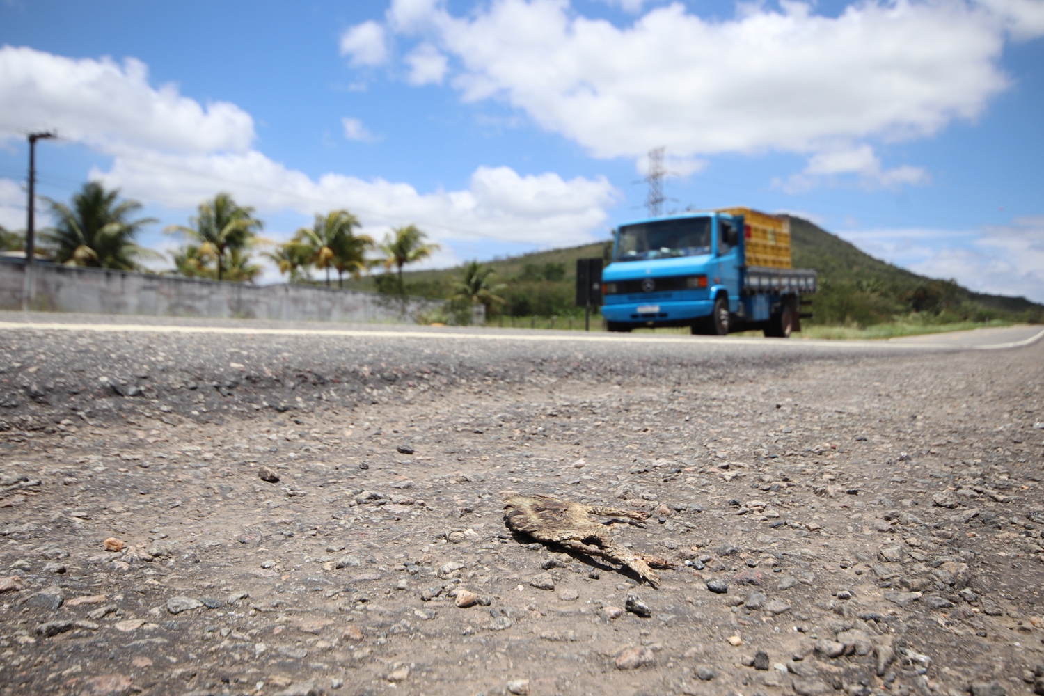 Impacto da rodovia federal na fauna preocupa pesquisadores da UFS. Foto: Josafá Neto/Rádio UFS